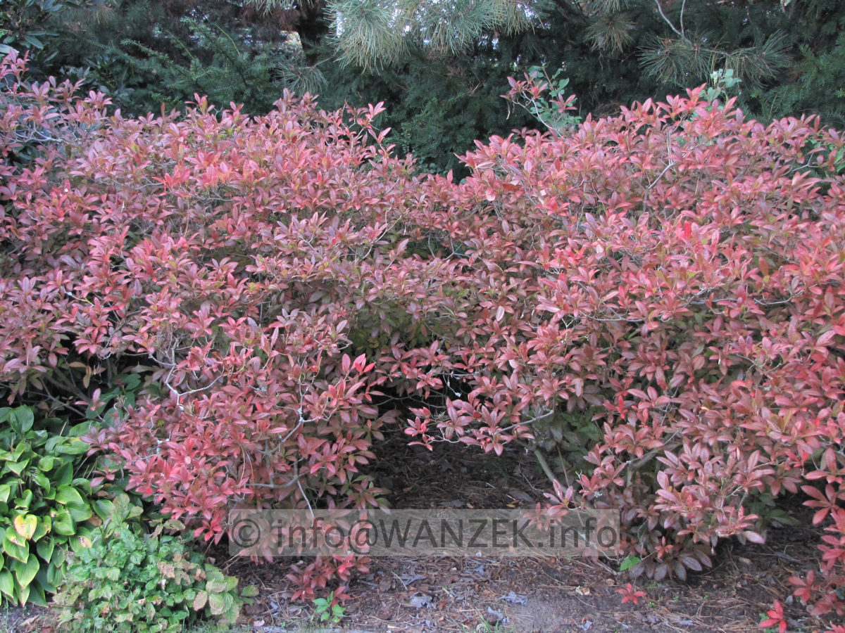 Azalea knaphill - Herbstfaerbung.JPG
